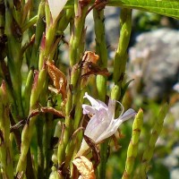 Strobilanthes stenodon C.B.Clarke